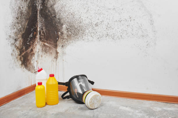 Best Same-Day Mold Removal  in Purcell, OK