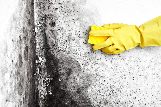 Best Residential Mold Removal  in Purcell, OK