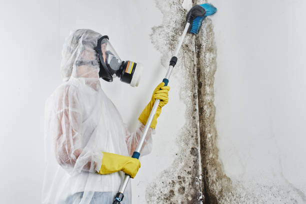 Best Attic Mold Removal  in Purcell, OK