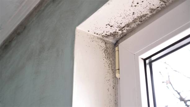 Best Local Mold Removal Service  in Purcell, OK
