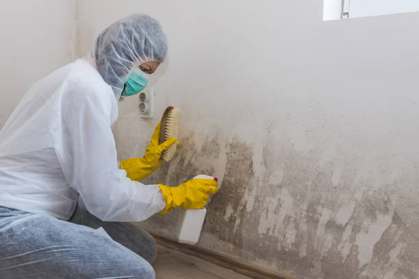 Best Mold Cleaning Services  in Purcell, OK