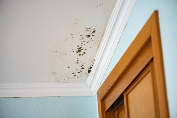 Best Mold Testing  in Purcell, OK