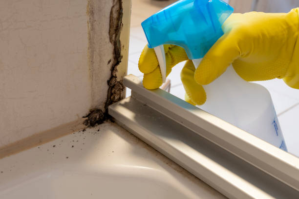 Best Mold Remediation  in Purcell, OK