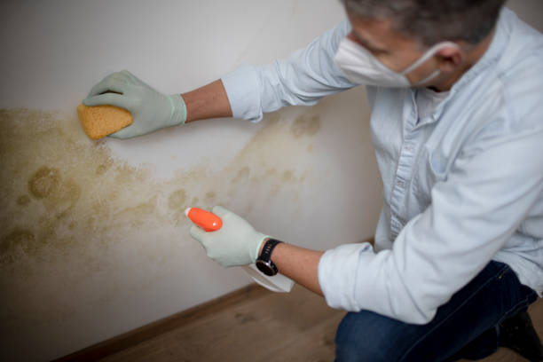 Best Mold Removal Company Near Me  in Purcell, OK