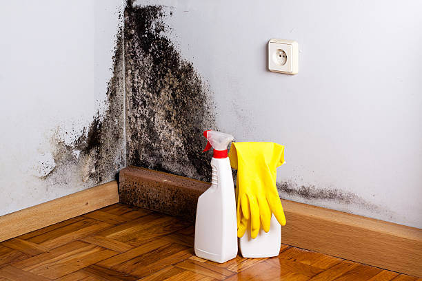 Office Mold Removal Services in Purcell, OK