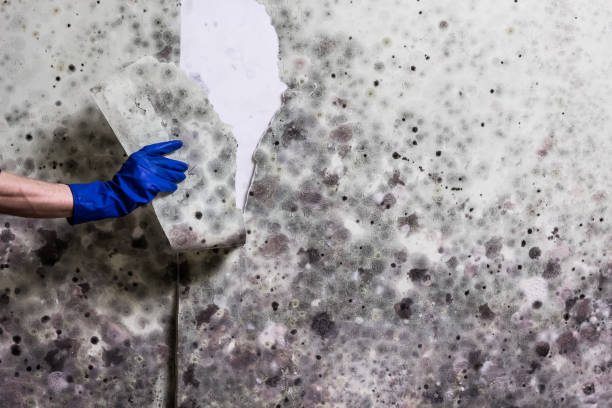Professional Mold Removal in Purcell, OK