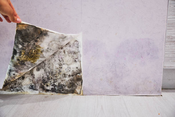 Best Crawl Space Mold Removal  in Purcell, OK